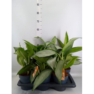 Aglaonema  'Jubilee'