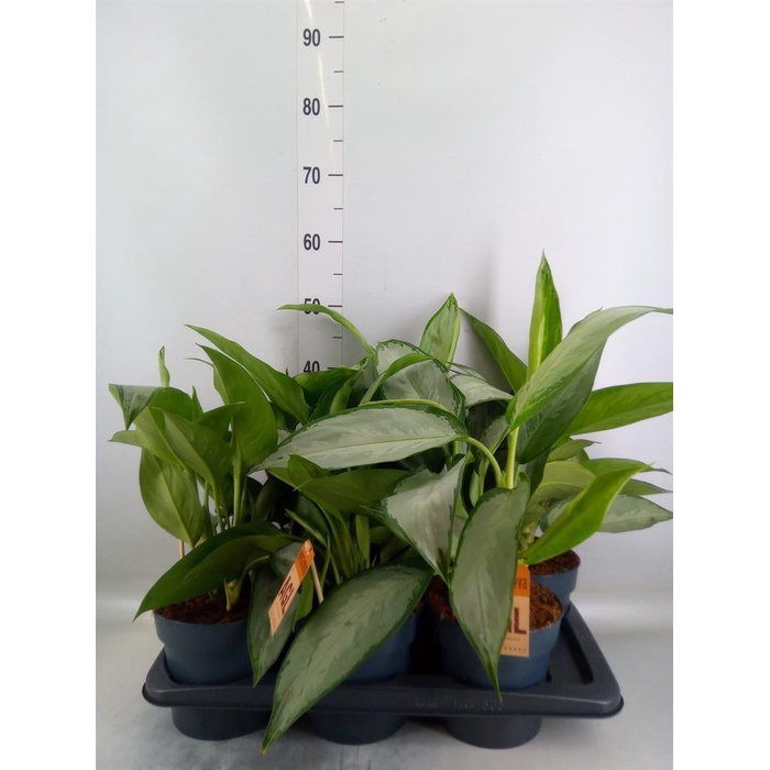 <h4>Aglaonema  'Jubilee'</h4>