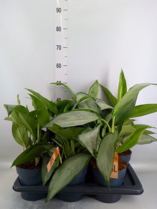 <h4>Aglaonema  'Jubilee'</h4>