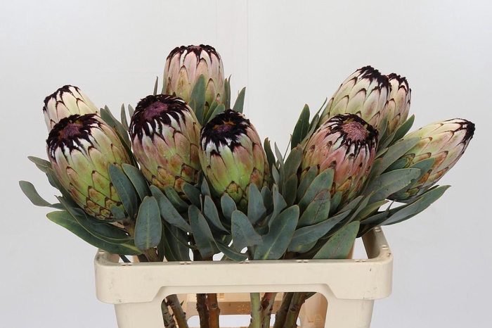 <h4>Protea Niobe</h4>