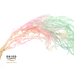 Dried Bleached Amaranthus Caudatus Fantasy