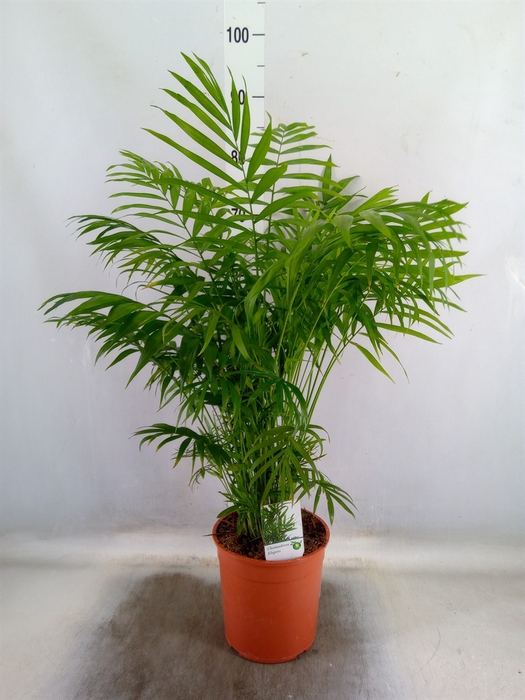 <h4>Chamaedorea elegans</h4>
