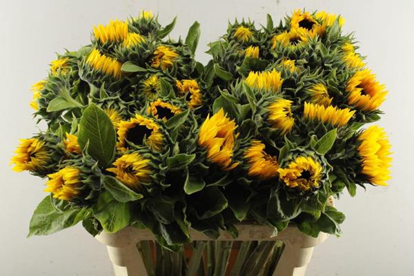 <h4>Helian Sunrich Orange (koeyer)</h4>