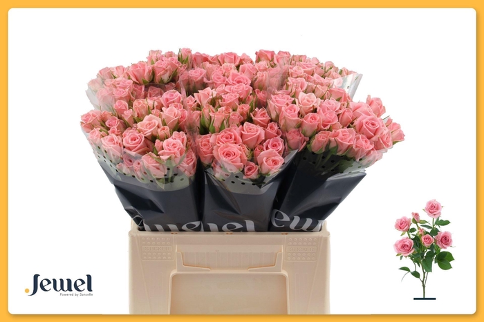 <h4>ROSA TR 'ODILIA'</h4>