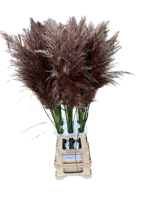<h4>CORTA SELLOAN BROWN</h4>