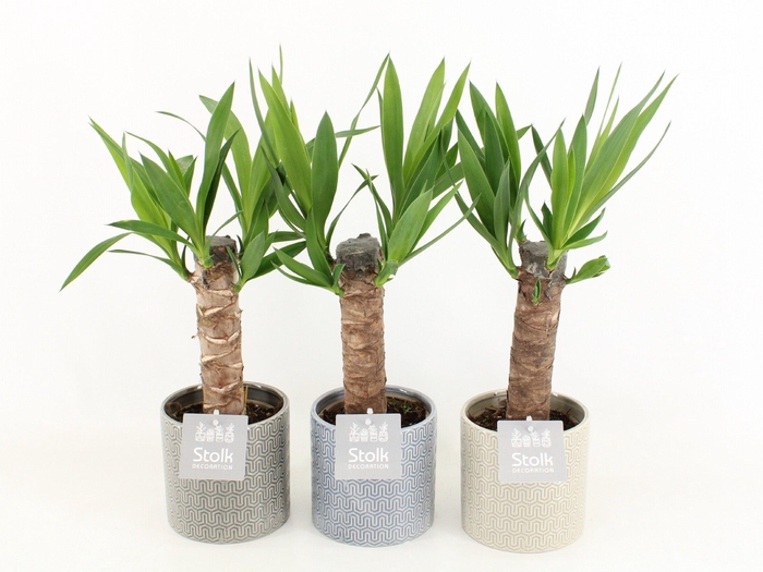 <h4>Yucca in Gaia Pot</h4>