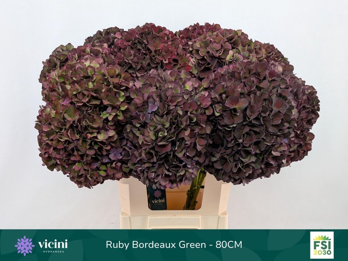 <h4>Hydrangea  'Magical Rubyred'  CL</h4>