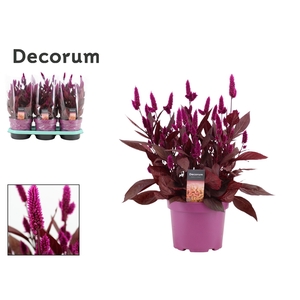 Celosia 'Mystic Shades' p19 with sleeve | Decorum