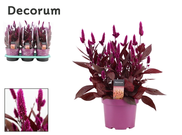 <h4>Celosia 'Mystic Shades' p19 with sleeve | Decorum</h4>