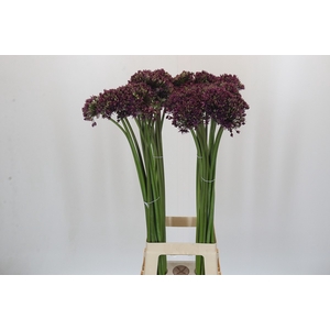 Allium Miami