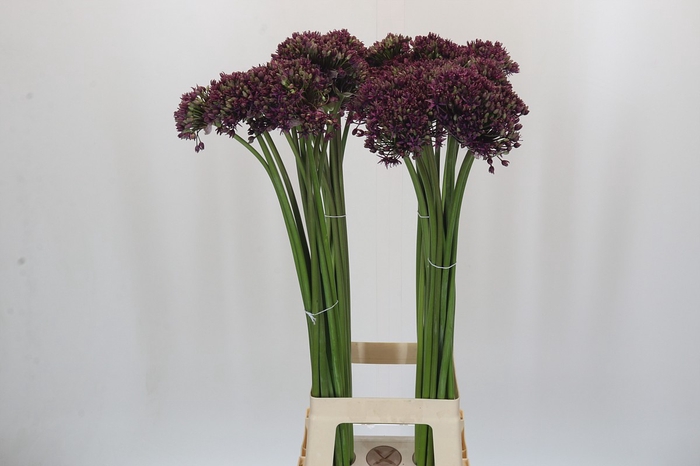 <h4>Allium Miami</h4>