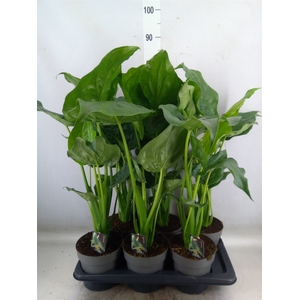 Alocasia cucullata
