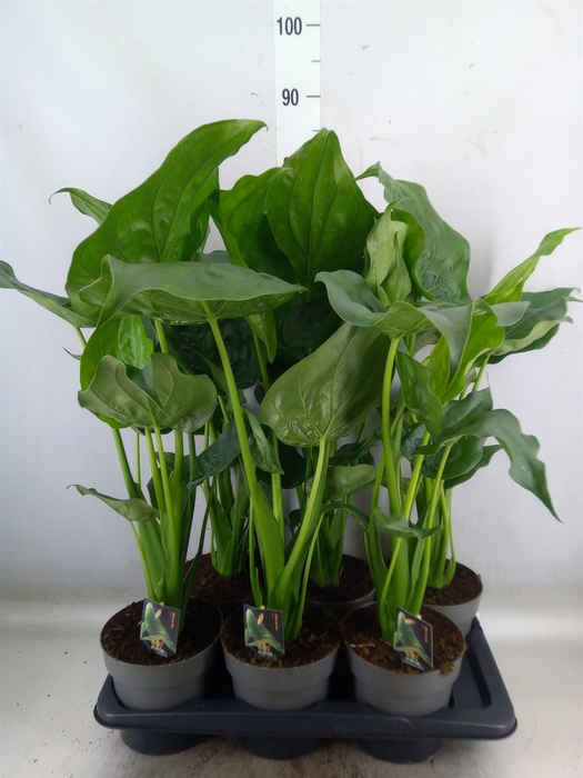 <h4>Alocasia cucullata</h4>