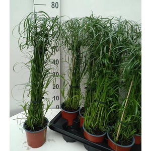 .Cyperus alternifolius