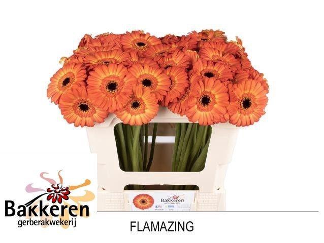 <h4>GE MI FLAMAZING</h4>