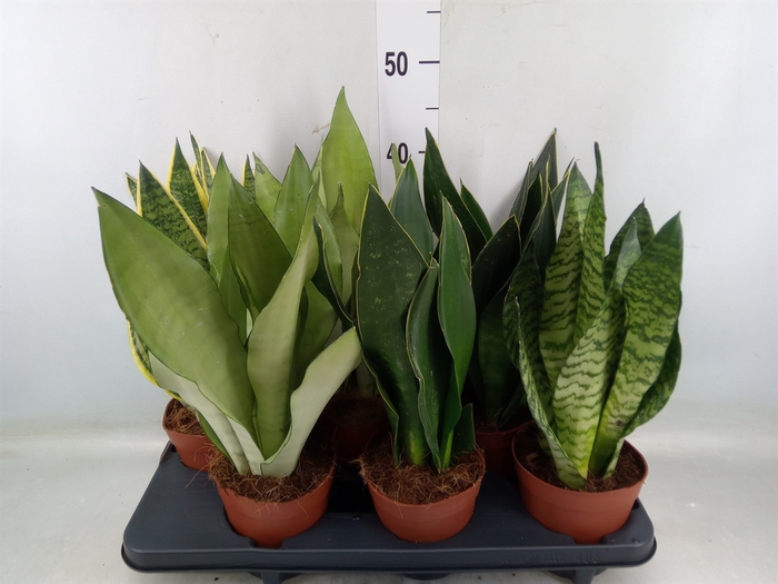 <h4>Sansevieria trifa.   ...</h4>