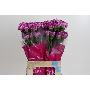 Dianthus St Royal Damascus