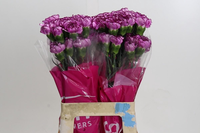 Dianthus St Royal Damascus