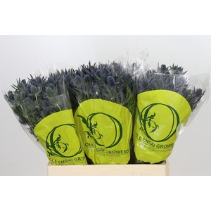 Eryngium Magical Blue Lagoon