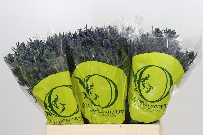 <h4>Eryngium Magical Blue Lagoon</h4>