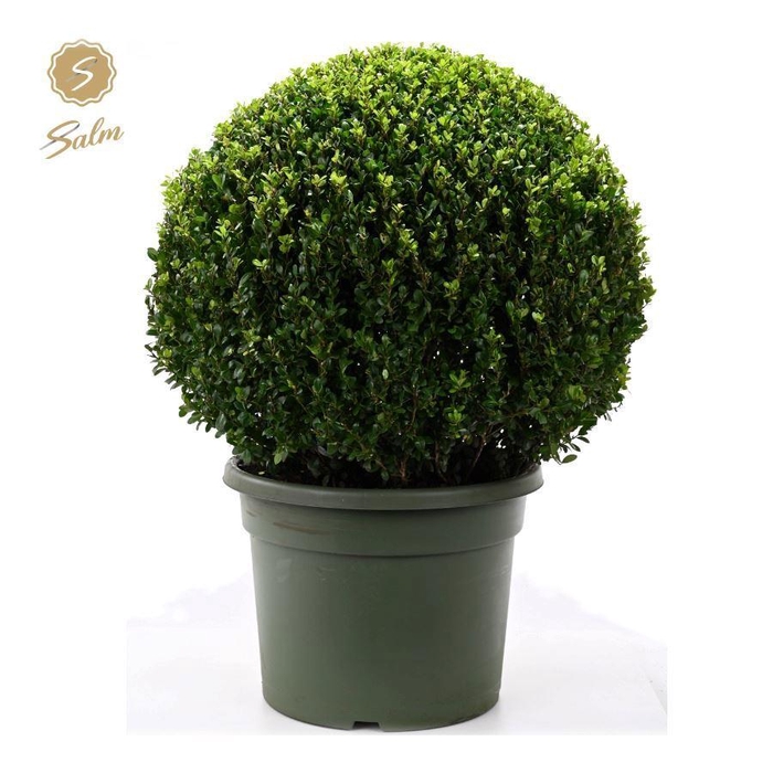 <h4>Ilex crenata Ball Ø70cm P45</h4>