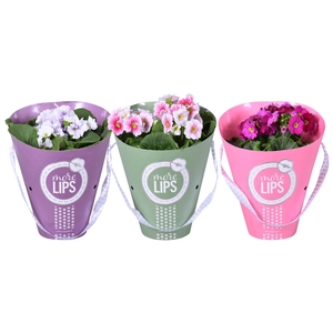 MoreLIPS® Primula Obc mixKAR in Koker