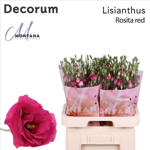 Lisianthus do rosita red