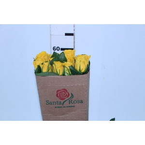 ROSA IMPACT 060 CM AMARELO ESTUFA