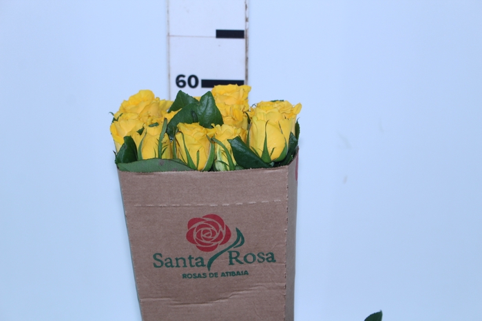 ROSA IMPACT 060 CM AMARELO ESTUFA