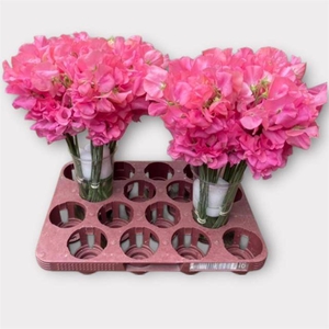 LATHYR ROM PINK PEAR