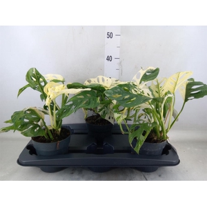 Monstera   ...