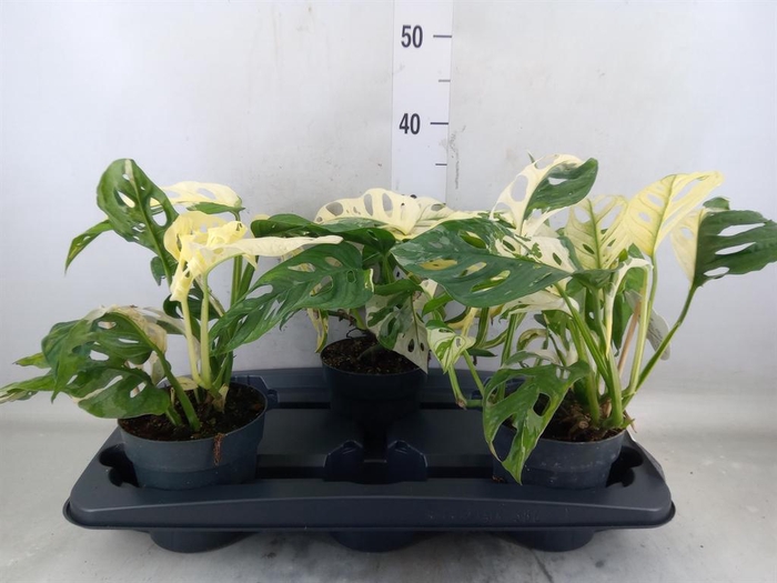 <h4>Monstera   ...</h4>