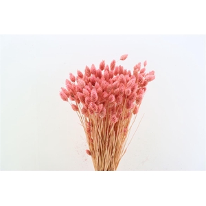 Dried Phalaris X5 Frosted L. Pink Bunch