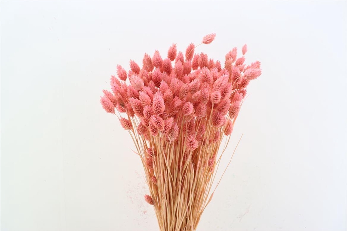 <h4>Dried Phalaris X5 Frosted L. Pink Bunch</h4>