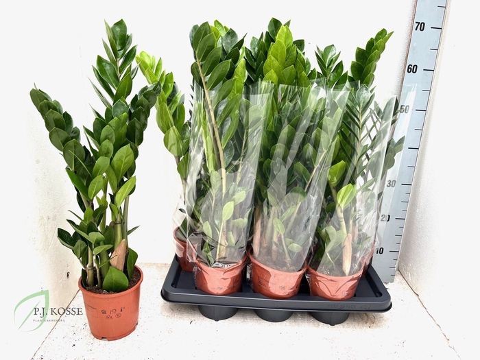 <h4>Zamio Zamiifolia</h4>