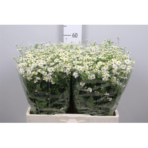 Tana Pa Single Vegmo