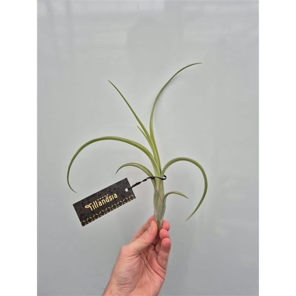 <h4>Tillandsia Intermedia L met Label</h4>