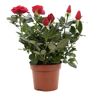 Rosa red P&PURE Collection