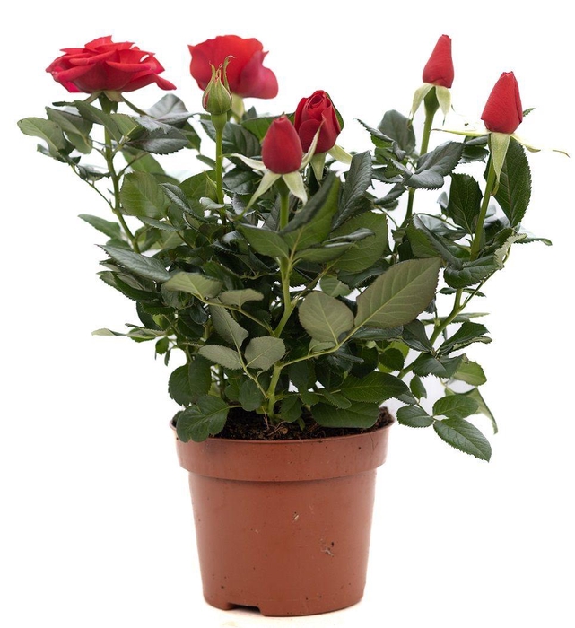 <h4>Rosa red P&PURE Collection</h4>