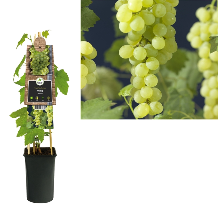 <h4>Vitis Himrod</h4>
