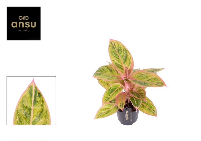 <h4>Aglaonema Salmon Fantasy</h4>