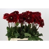 Dahlia Red Runner