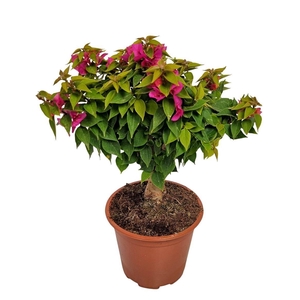 Bougainvillea Thai Trunk