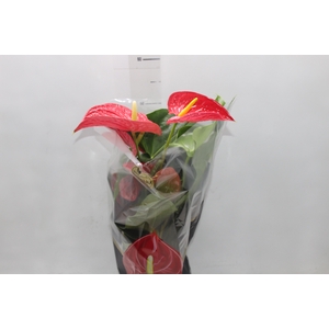 ANTHURIUM MICHIGAN P17 PREMIUM