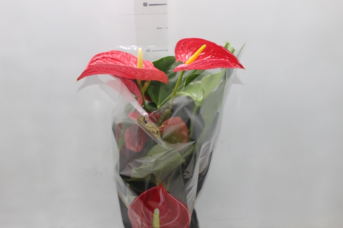 <h4>ANTHURIUM MICHIGAN P17 PREMIUM</h4>