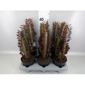 Euphorbia trigona 'Rubra'