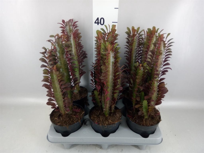<h4>Euphorbia trigona 'Rubra'</h4>