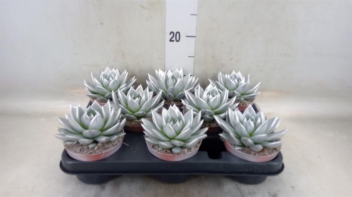 <h4>Echeveria  'Miranda'</h4>