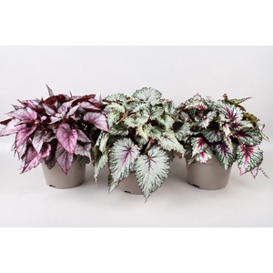 Begonia blad Beleaf gemengd