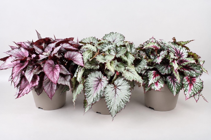<h4>Begonia blad Beleaf gemengd</h4>